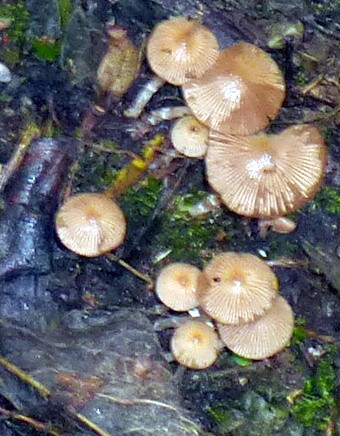 Troop Crumblecap - Pseudocoprinus disseminatus - 